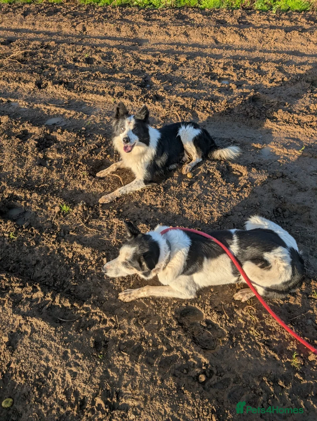 Border Collie dogs for sale: Murphy working collie - Advert 2
