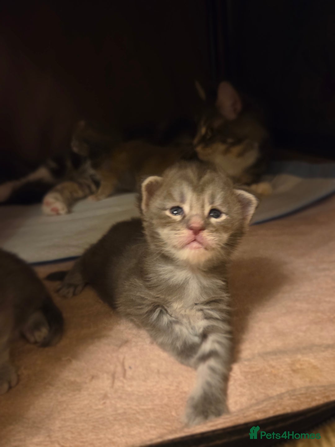 Maine Coon cats for sale: Stunning quality silver Tica Mainecoon kittens  - Advert 14