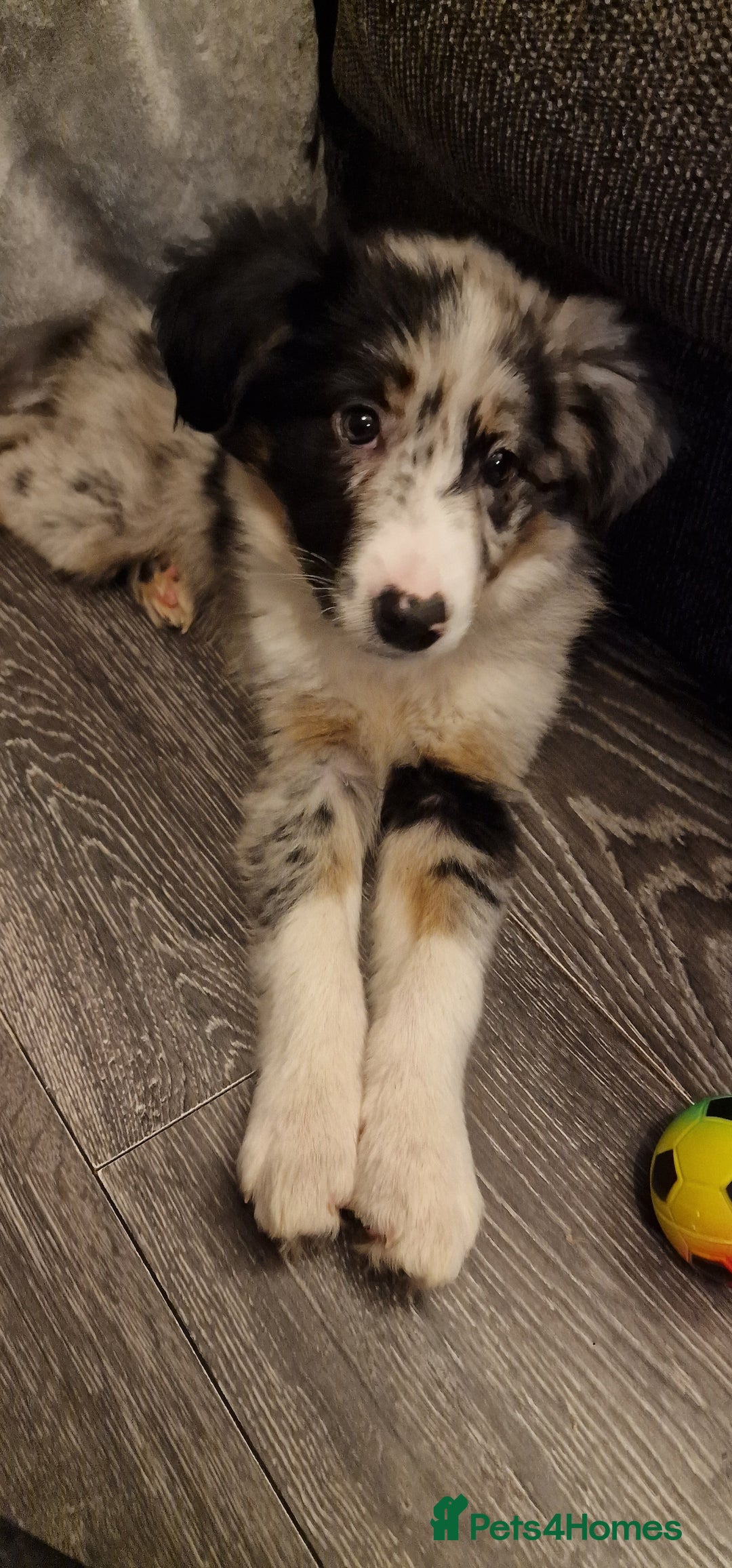 Border Collie dogs for stud: TRI BLUE MERLE BORDER COLLIE PROVEN STUD  - Image 20