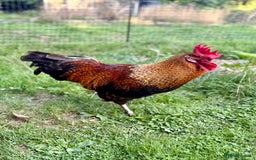 Chickens poultry for sale: Olive Egger/MarsBar Rooster  - Image 2
