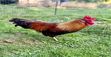 Chickens poultry - Advert 3
