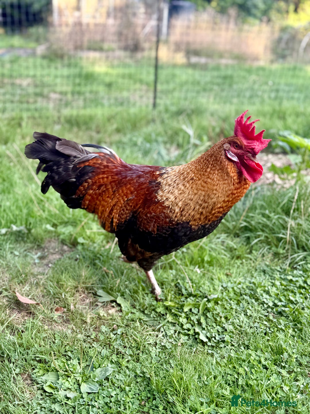 Chickens poultry for sale: Olive Egger/MarsBar Rooster  - Image 2