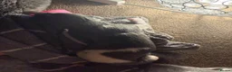 Whippet dogs for sale: Stunning Whippet puppies  - Advert 24