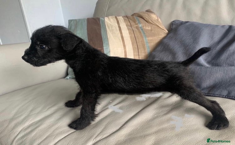 Patterdale Terrier dogs - Advert 2