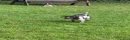 Mixed Breed dogs for sale: ONE GIRL LEFT GWP X WEIMSKY READY TO GO - Advert 12