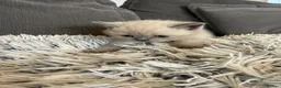 British Shorthair cats for sale: British shorthair colourpoint kittens  - Advert 15