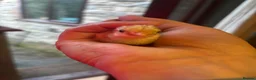 Chickens poultry for sale: Tiny Serama babies - Advert 4