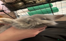 Mini Lop rabbits for sale: Beautiful mini lop bunnies - Image 15