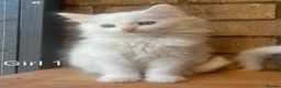 Turkish Angora cats for sale: Kittens available for loving homes - Advert 21