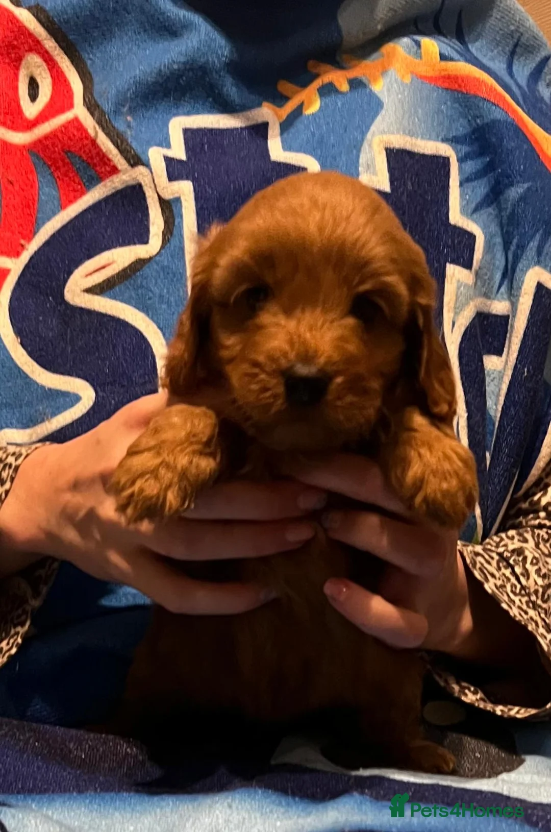 Cockapoo dogs for sale: F1b cockerpoos for sale - Advert 19