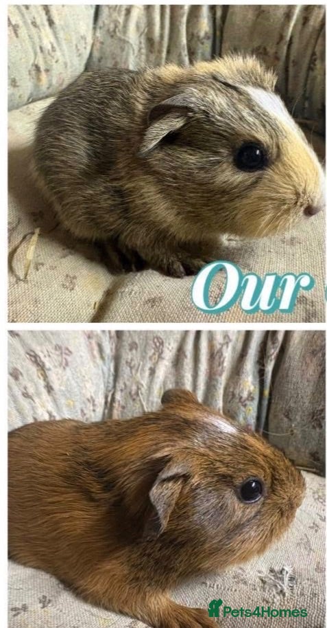 Guinea Pig rodents Girls and boys  - Advert 14