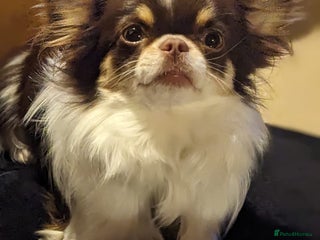 Chihuahua dogs in Dagenham - Advert 12