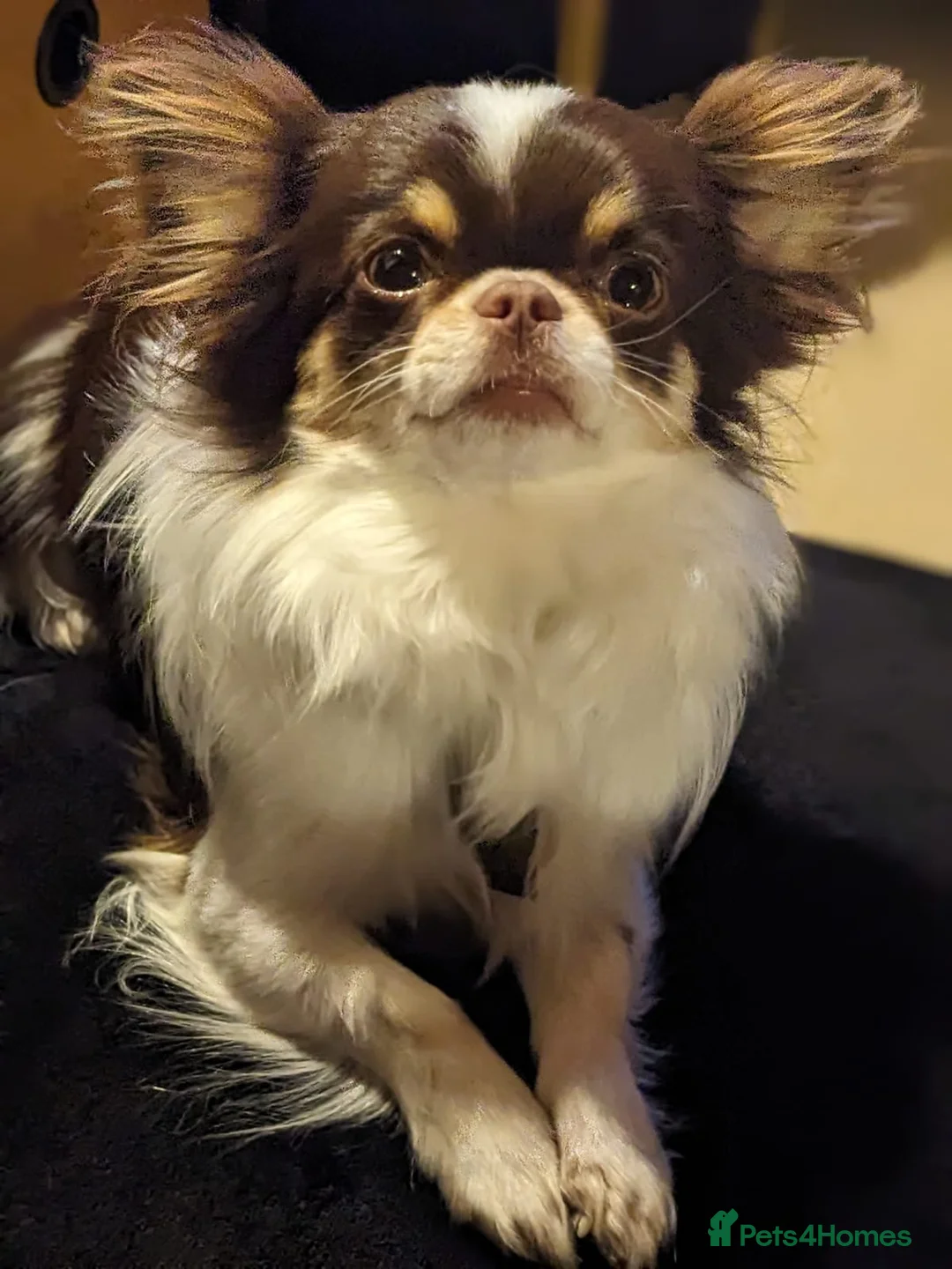 Chihuahua dogs for stud: K.C Russian/Polish Choc and White Chi L/C Stud in Dagenham - Advert 1