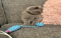 British Shorthair cats for sale: British Shorthair Male Kitten (GCCF) - Advert 5