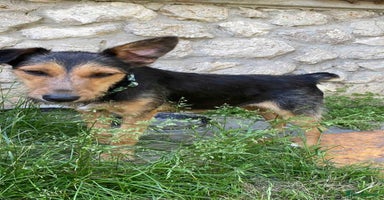 Mixed Breed dogs - Advert 10