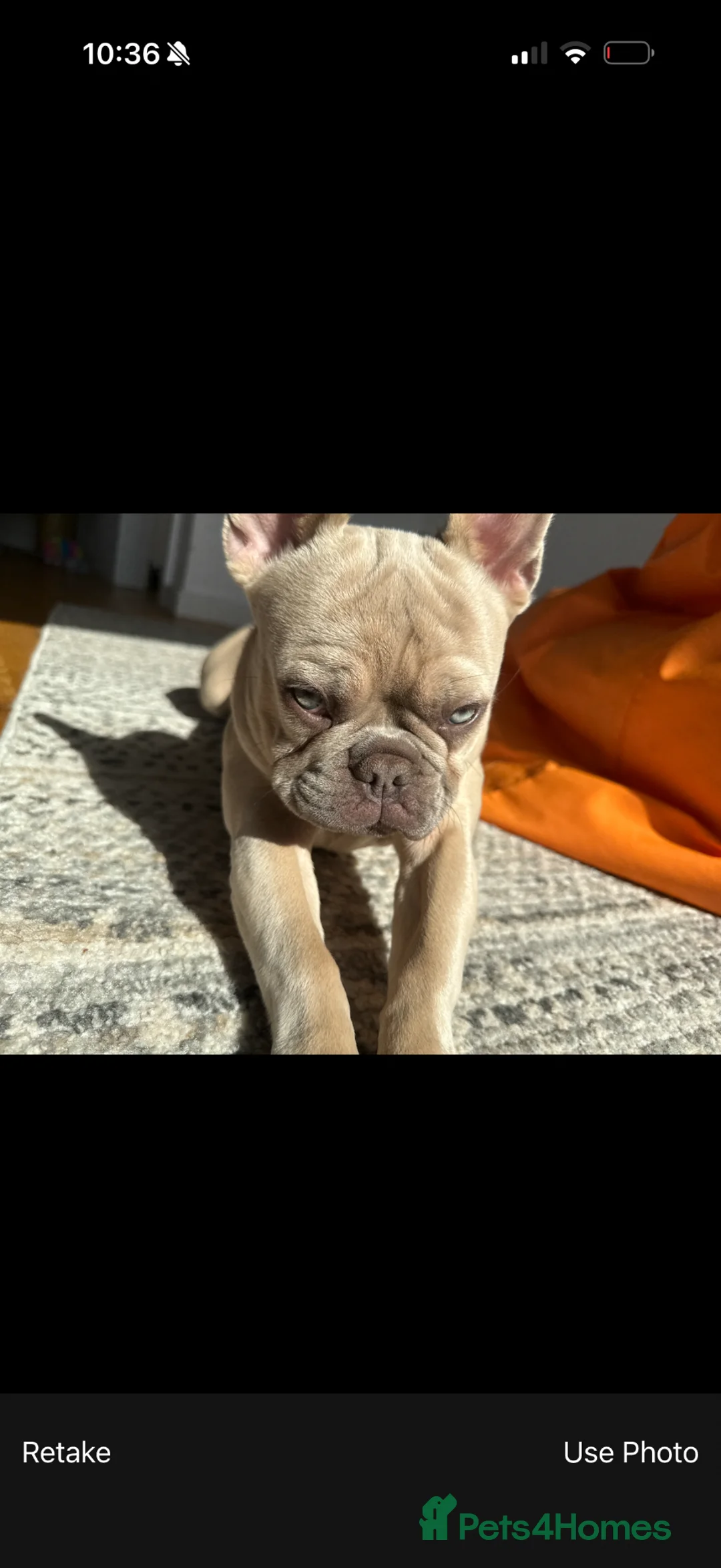 French Bulldog dogs for sale: Full pedigree male frenchie in Cleethorpes - Advert 2