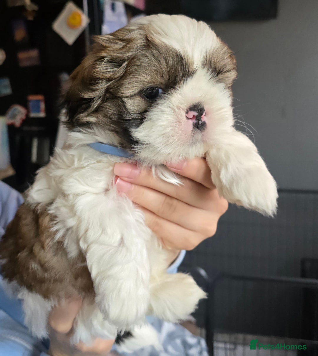 Shih Tzu dogs for sale: Shih Tzu Male puppy for sale - Advert 1
