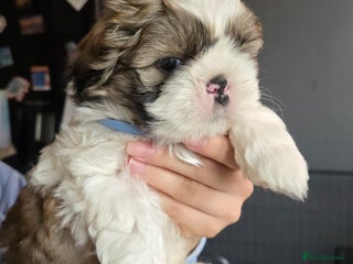 Shih Tzu dogs Shih Tzu Male puppy for sale - Advert 1