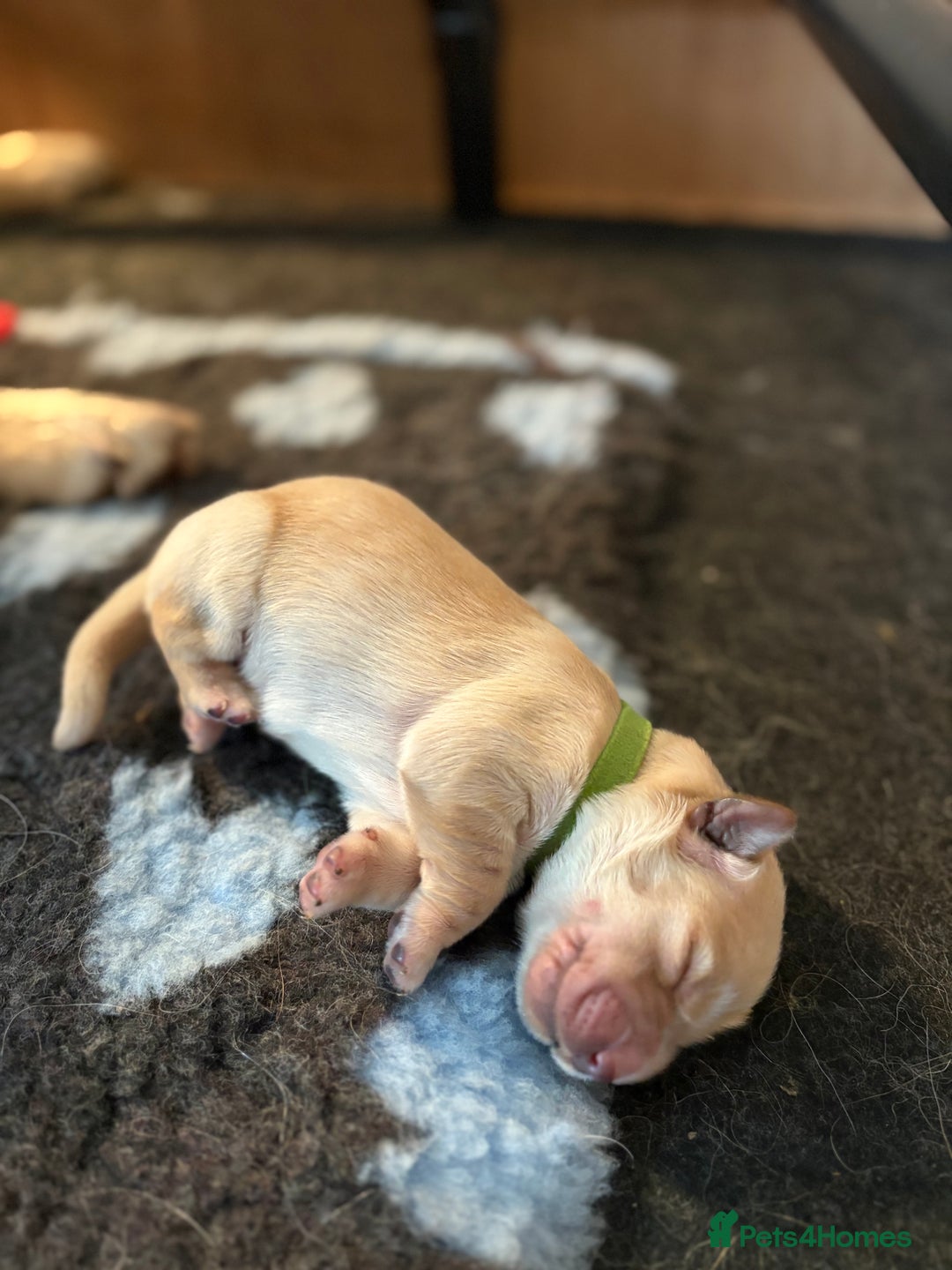 Golden Retriever dogs for sale: 1 female Golden Retriever Pup left for sale🥰🏡 - Advert 10