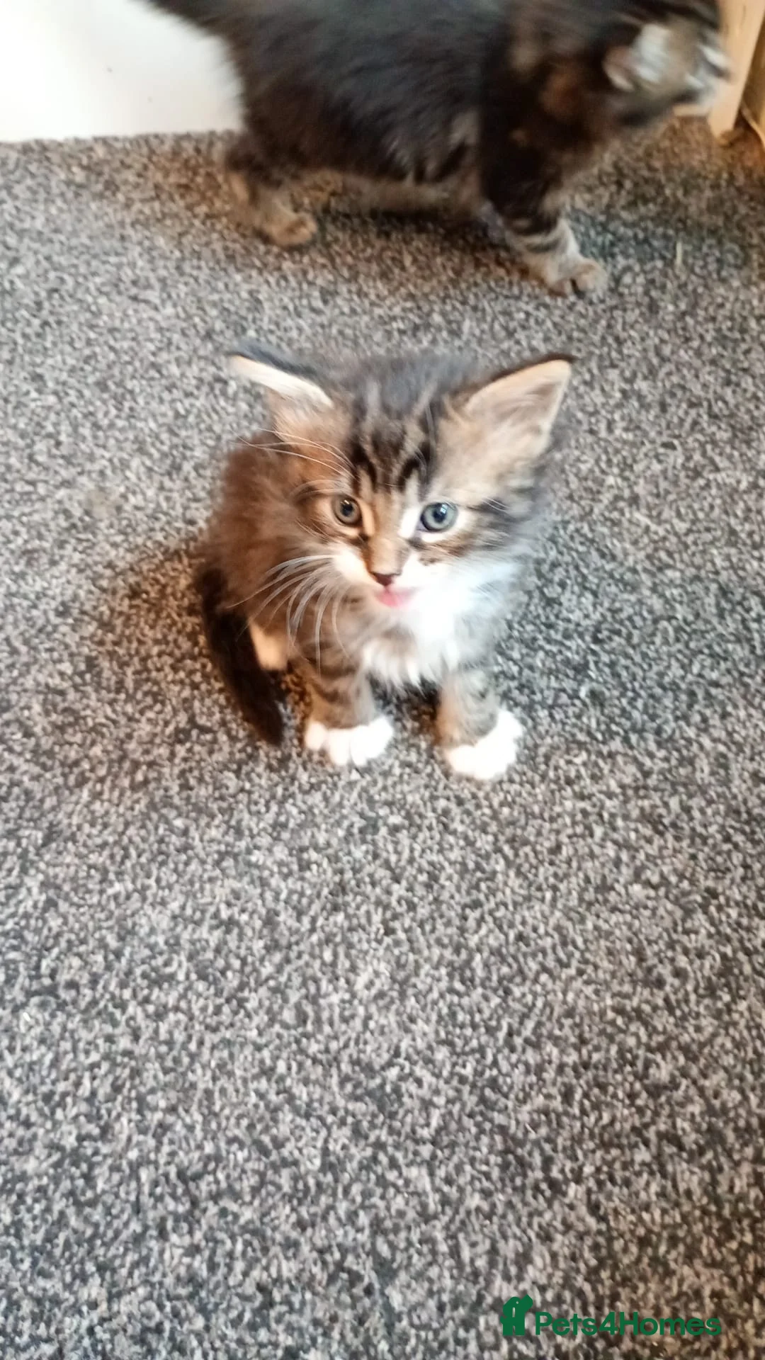 Maine Coon cats for sale: Only 1 little boy left Maine coon X kitten  - Advert 13