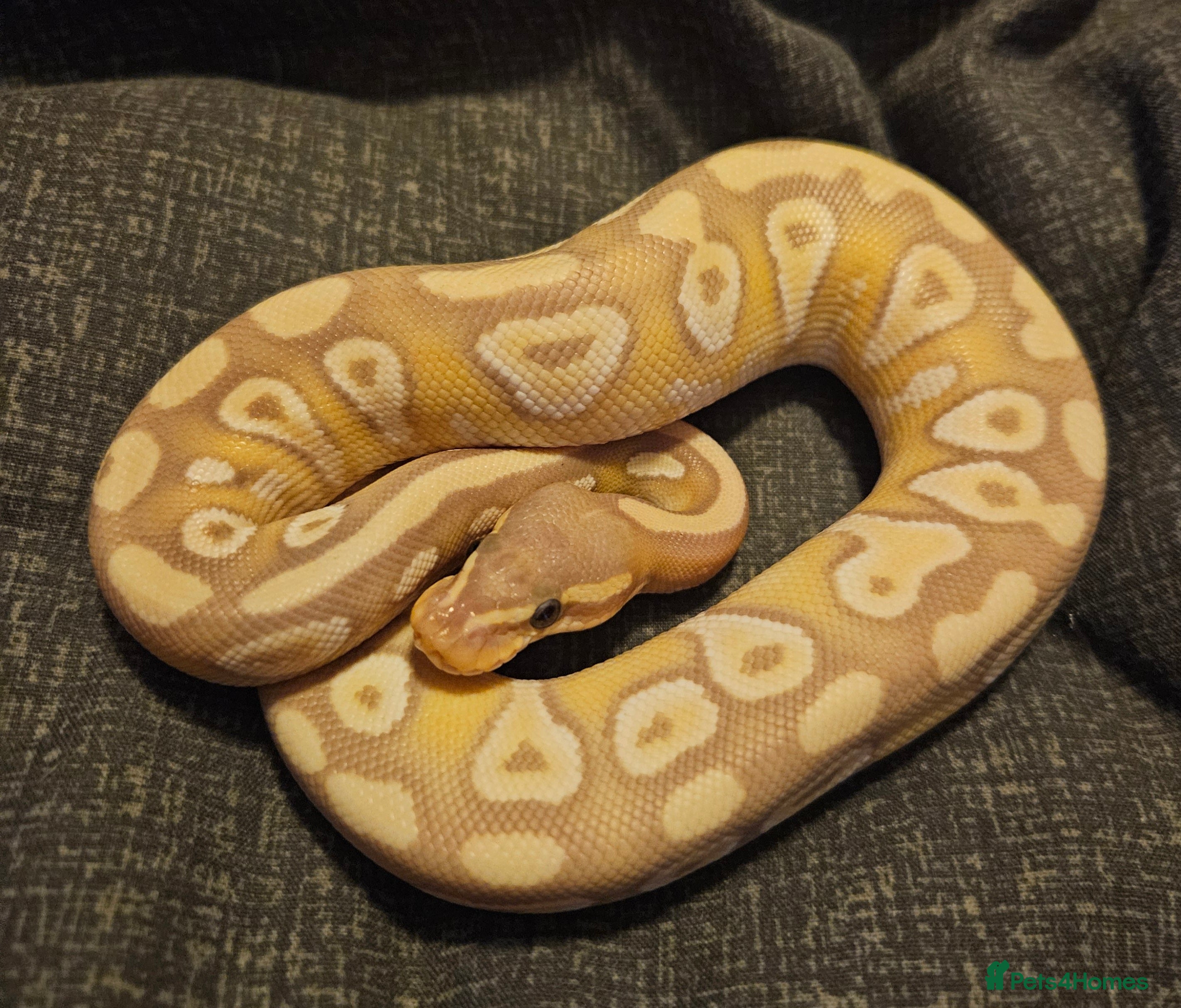 Python Snake reptiles CB25 Royal python hatchlings - Advert 4