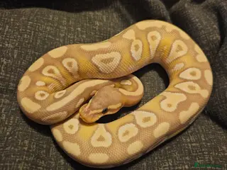 Python Snake reptiles CB25 Royal python hatchlings - Advert 4