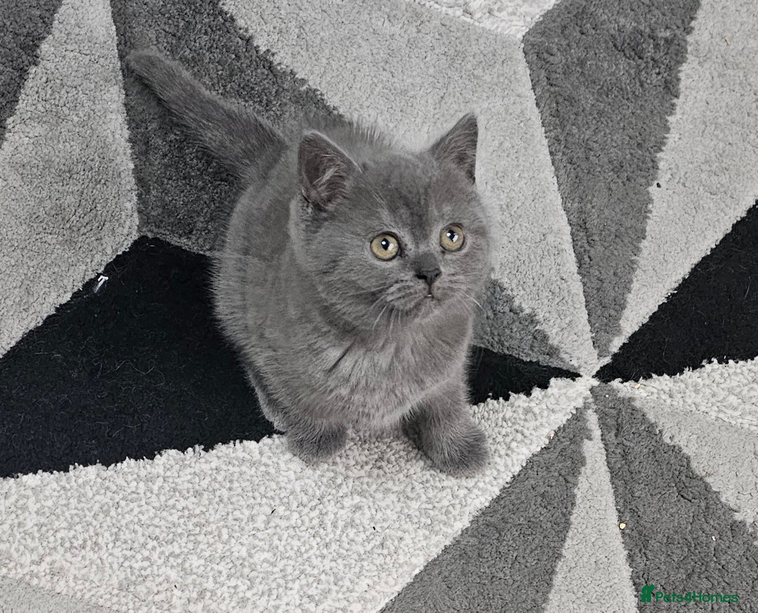 British Shorthair cats Purebred  British shorthair kittens  - Advert 3