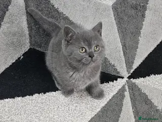 British Shorthair cats Purebred British shorthair kittens - Advert 3