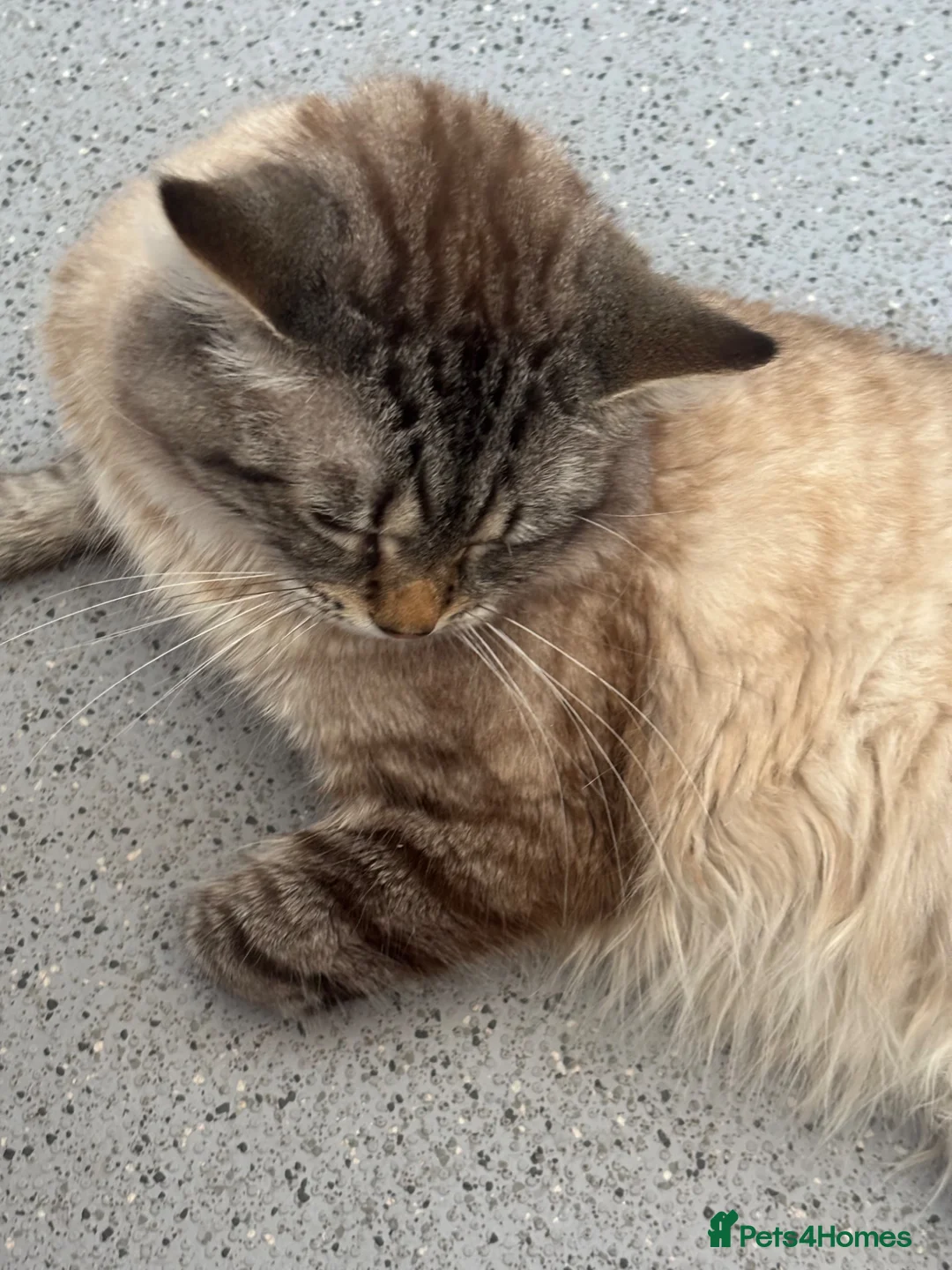 Mixed Breed cats for sale: x1 Adult Male Indoor Only Cat for Rehoming - Advert 20