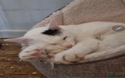 Mixed Breed cats for sale: Loki & Nova - Image 2