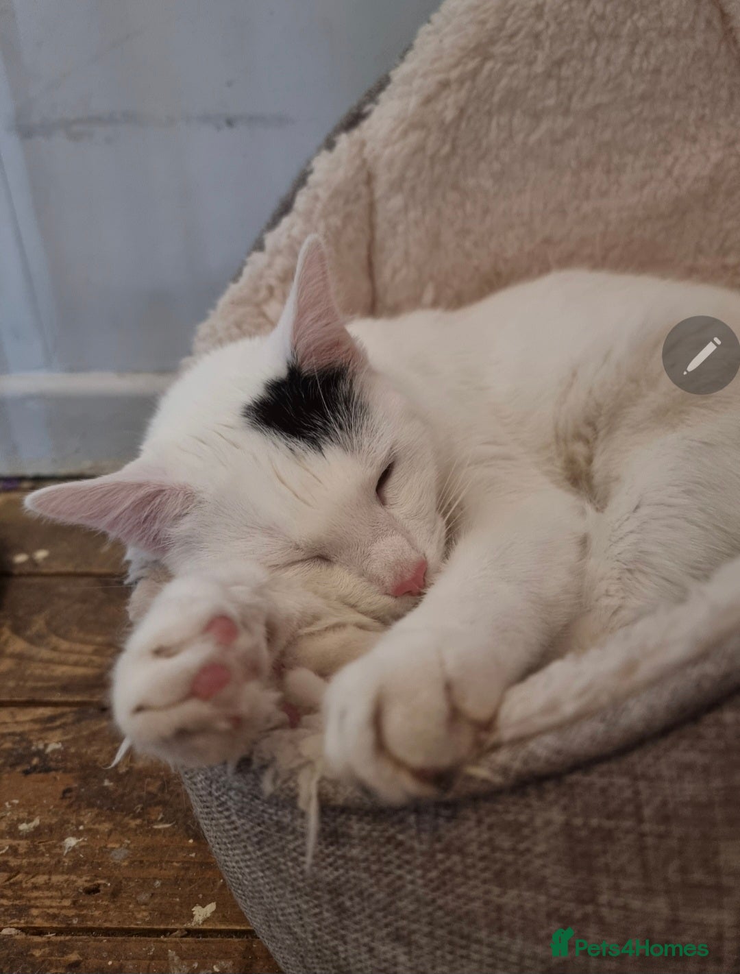 Mixed Breed cats for sale: Loki & Nova - Image 2