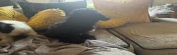 Mixed Breed dogs for sale: Dogs hair don’t fall out look like cokapoos  - Advert 11