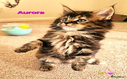 Maine Coon cats for sale: Beautiful Pedigree Maine Coon Kittens – Ready Soon - Image 4