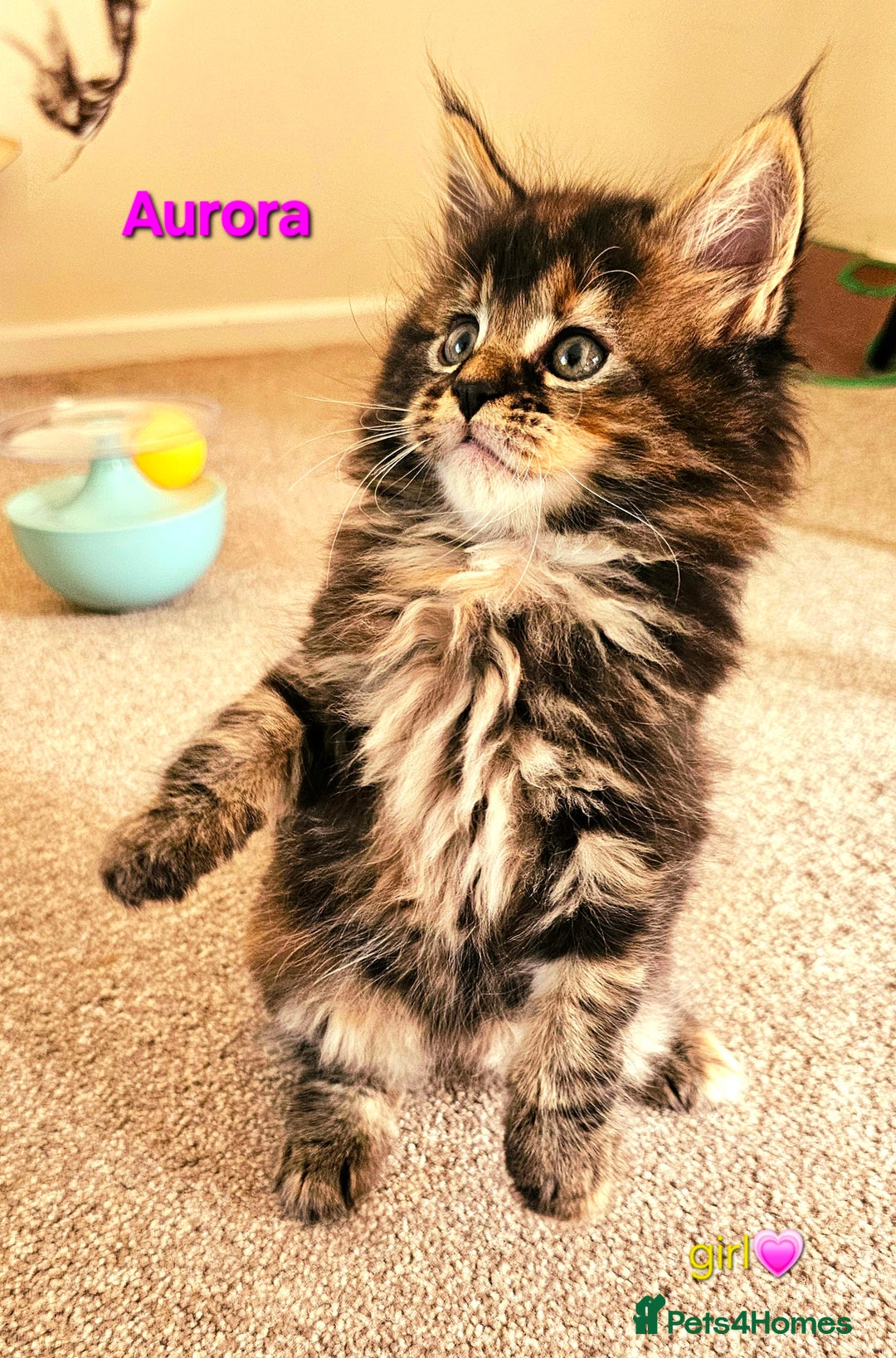 Maine Coon cats for sale: Beautiful Pedigree Maine Coon Kittens – Ready Soon - Image 4
