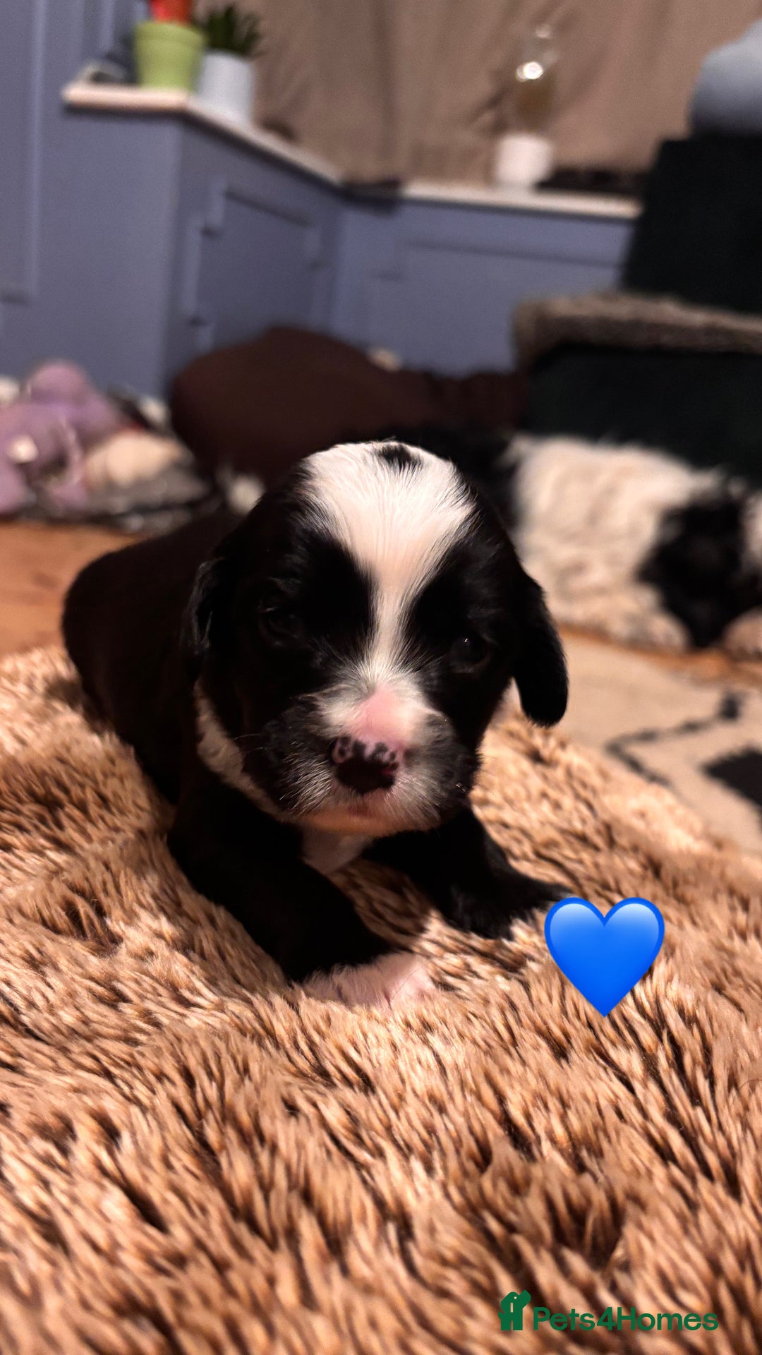 Tibetan Terrier dogs for sale: Tibetan Terrier puppies for sale  - Advert 2