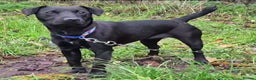 Patterdale Terrier dogs for sale: 12 month Female Patterdale  - Advert 4