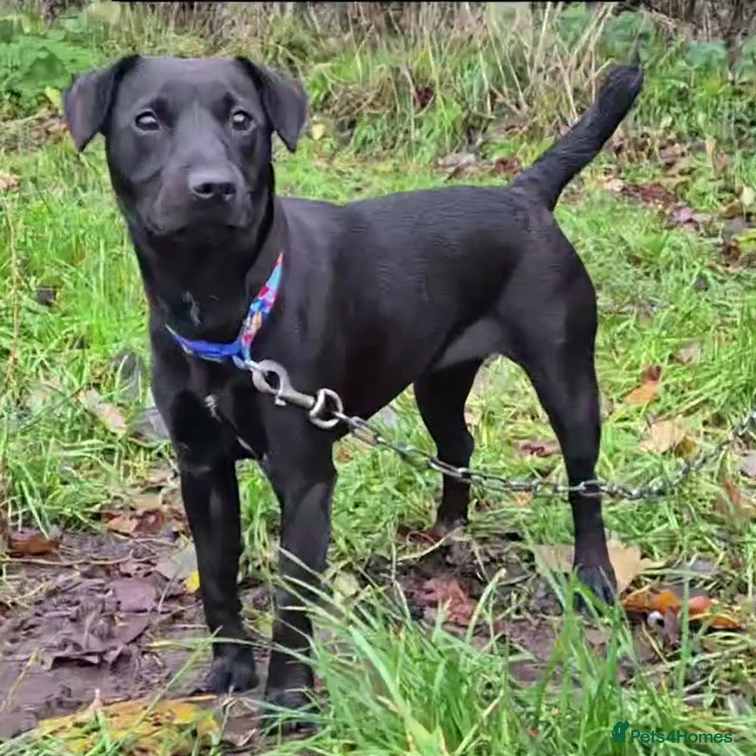 Patterdale Terrier dogs for sale: 12 month Female Patterdale  - Advert 4