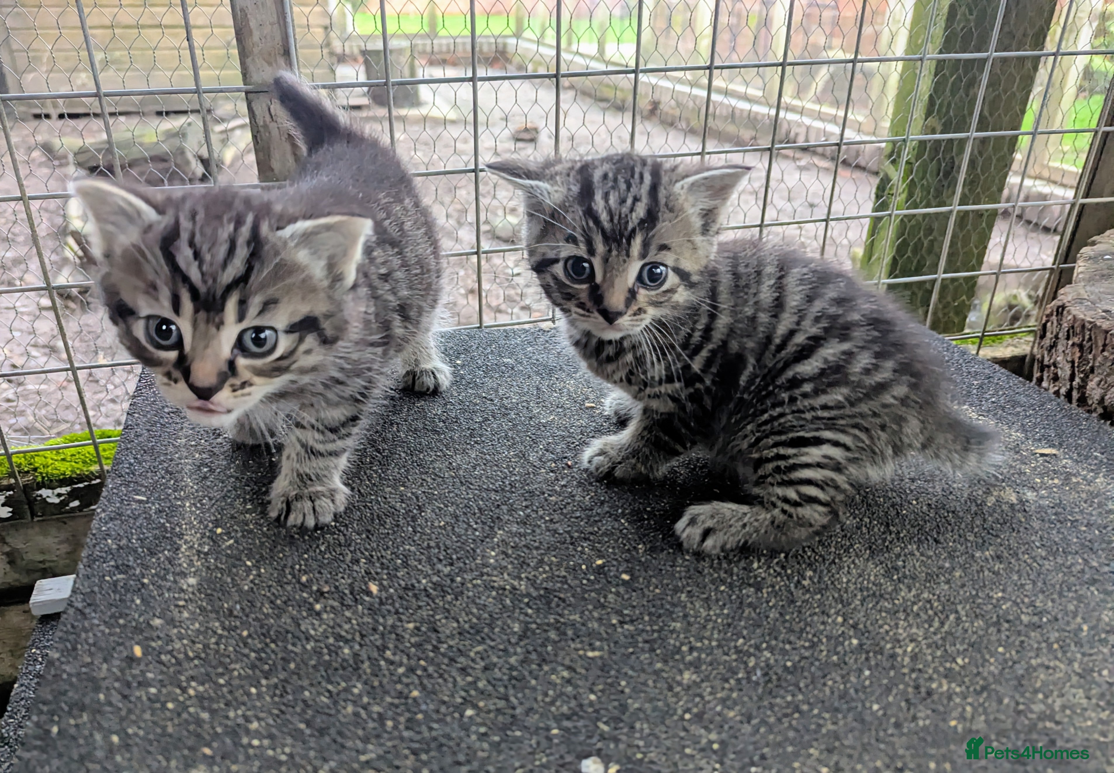 Domestic Shorthair cats Adorable kittens  - Advert 6