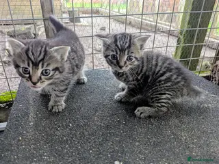 Domestic Shorthair cats Adorable kittens - Advert 6