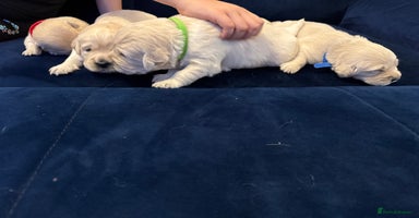 Golden Retriever dogs - Advert 1