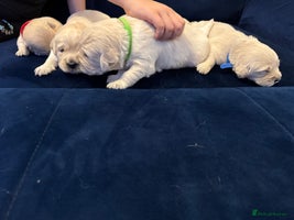 Golden Retriever dogs - Advert 1