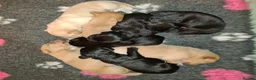 Labrador Retriever dogs for sale: Beautiful Labrador Puppies!  - Advert 8