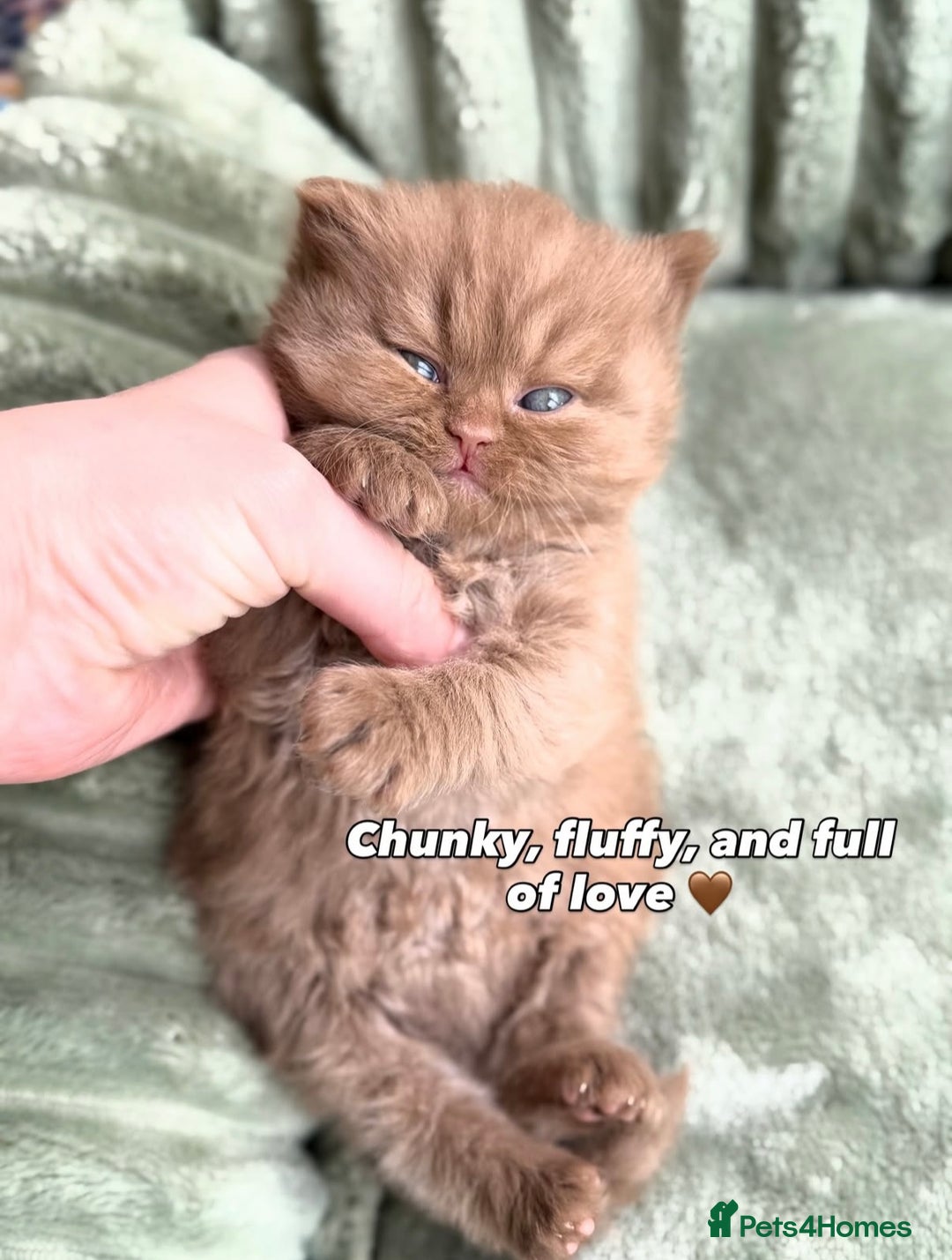 British Shorthair cats for sale: Chocolate brown cinnamon tortie British Kittens - Advert 30