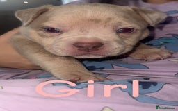 Mixed Breed dogs for sale: Pocket bully’s x staff pups  - Image 6