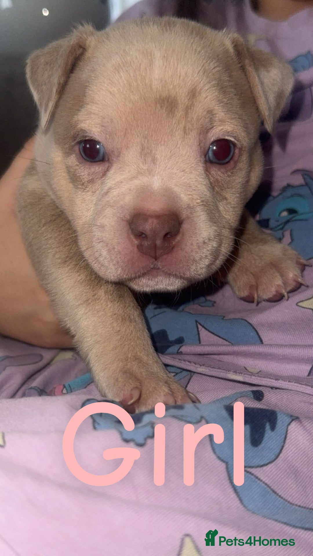 Mixed Breed dogs for sale: Pocket bully’s x staff pups  - Image 6