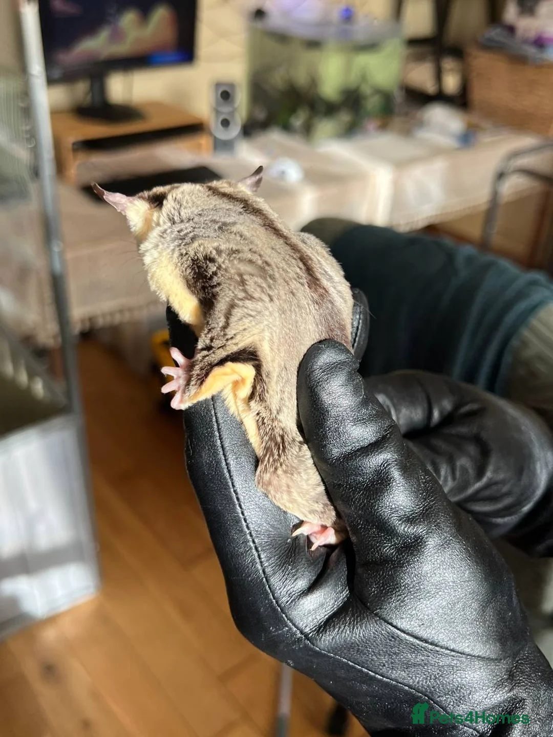 Sugar Glider rodents for sale: ✨ EXCEPTIONAL SUGAR GLIDER CLAN  - Advert 32