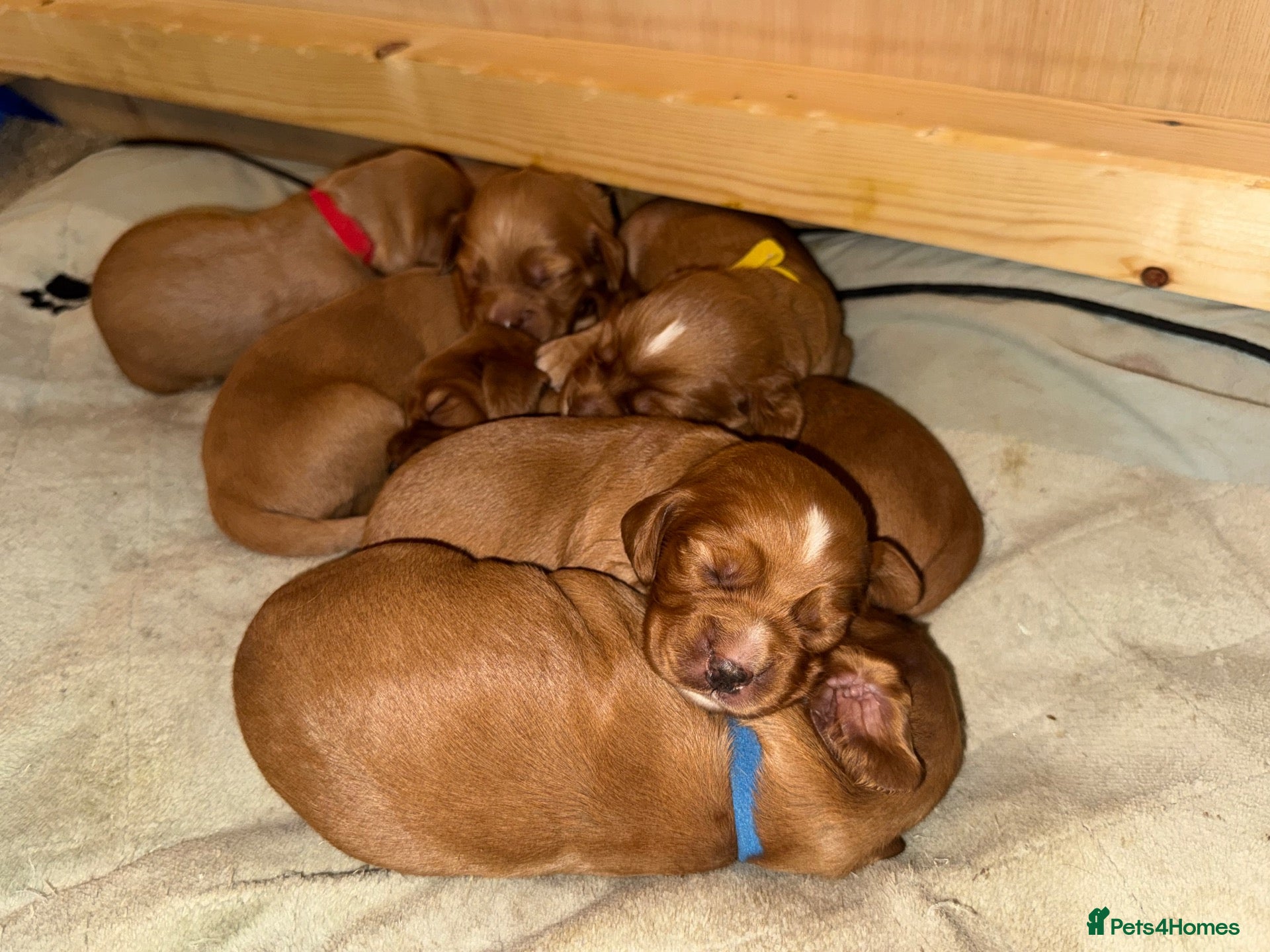 Cocker Spaniel dogs KC Registered Cocker Spaniel puppies  - Advert 11