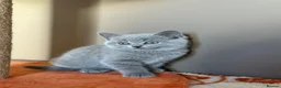 British Shorthair cats for sale: 🤍✨Exceptional GCCF Registered BSH&BLH Kittens  - Advert 28