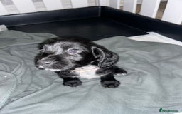 Sprocker dogs for sale: Beautiful Sprocker Pups - Advert 5