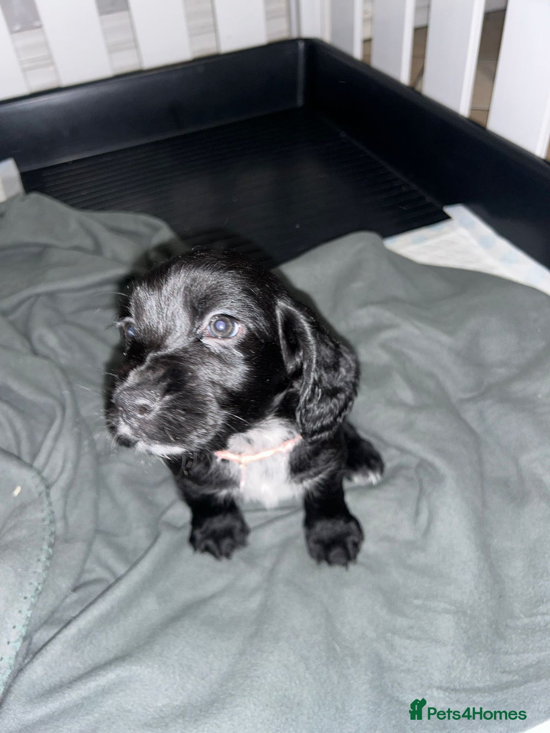 Sprocker dogs for sale: Beautiful Sprocker Pups - Advert 5